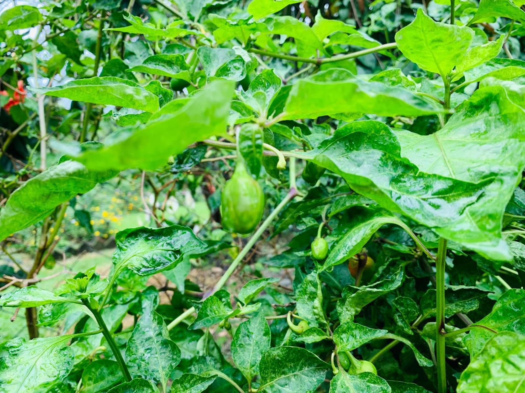 Himmat Guri Farmstead - Great Place To Chill With Family Villa Bagdogra Eksteriør billede